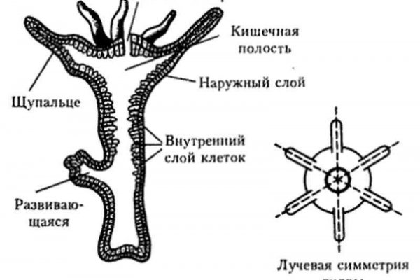 Оригинальный сайт кракен